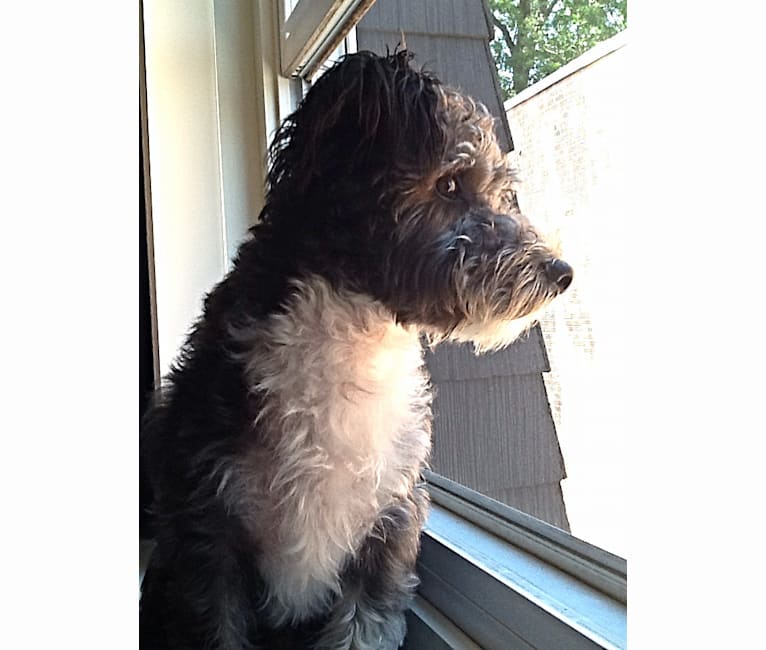 Sharky, a Bichon Frise and Scottish Terrier mix tested with EmbarkVet.com