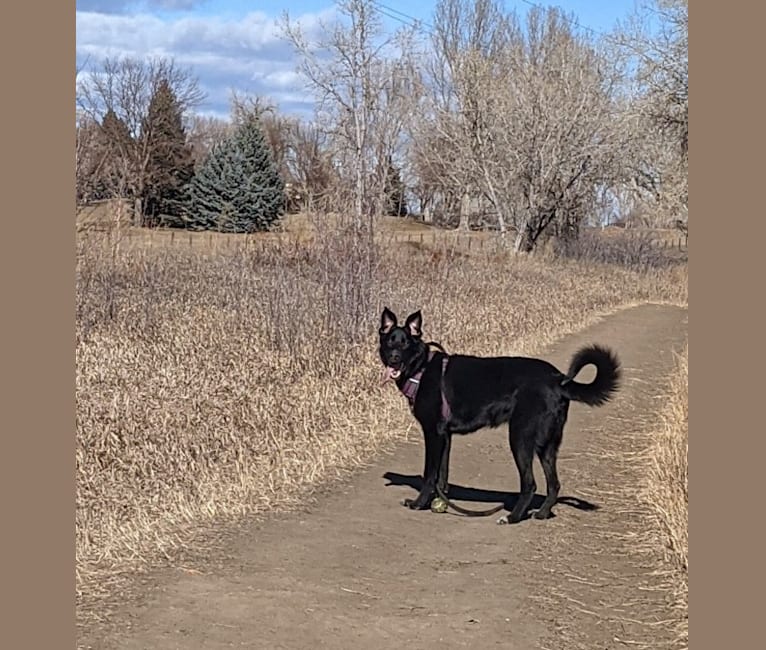 Photo of Kodiak, a German Shepherd Dog, Great Pyrenees, and Mixed mix in Fort Collins, Colorado, USA