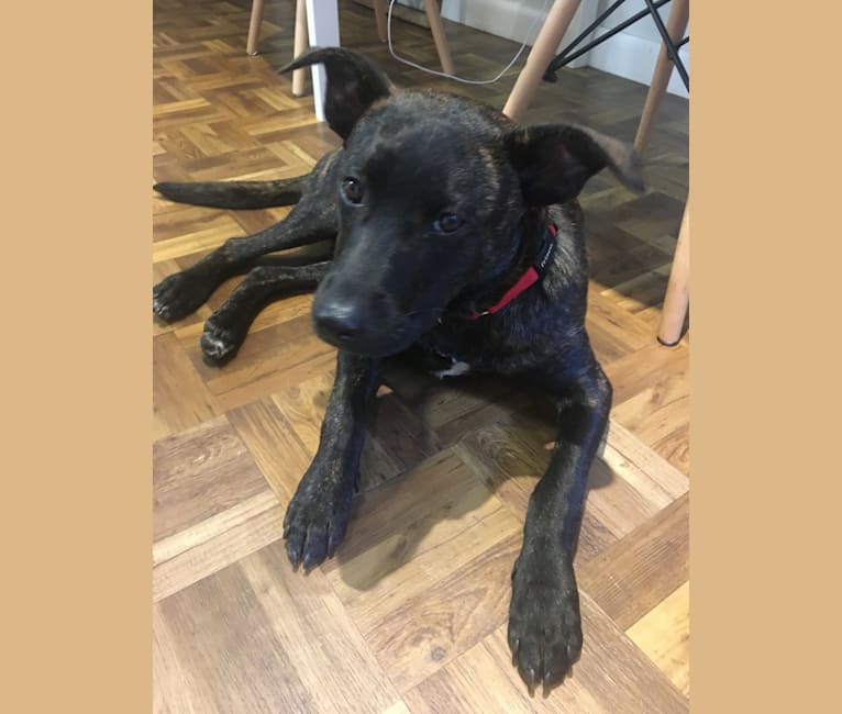 american bully australian shepherd mix