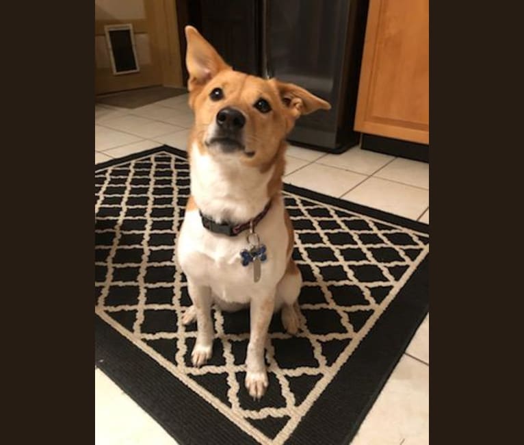 Beagle and shiba inu best sale mix