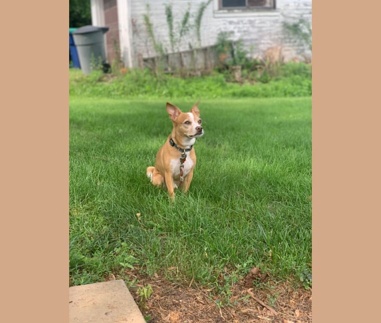 Photo of Milo, a Chihuahua and Mixed mix in Blacksburg, Virginia, USA