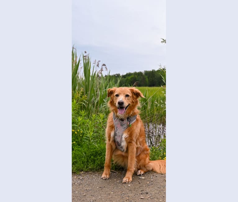Roxy, a Chow Chow and American Pit Bull Terrier mix tested with EmbarkVet.com