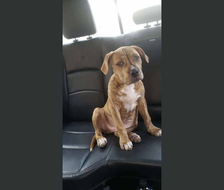 Hank, an American Pit Bull Terrier and American Bulldog mix tested with EmbarkVet.com