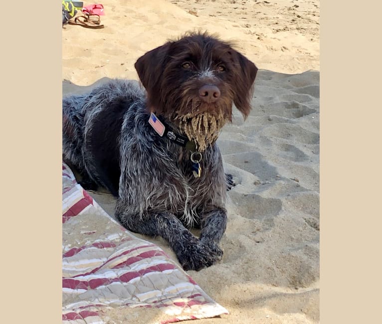 Royal, a Wirehaired Pointing Griffon tested with EmbarkVet.com