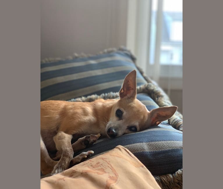 Earl, a Chihuahua tested with EmbarkVet.com