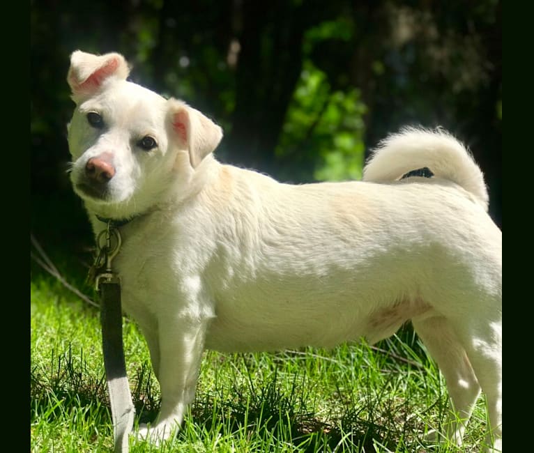 Scooter, a Rat Terrier and Pekingese mix tested with EmbarkVet.com