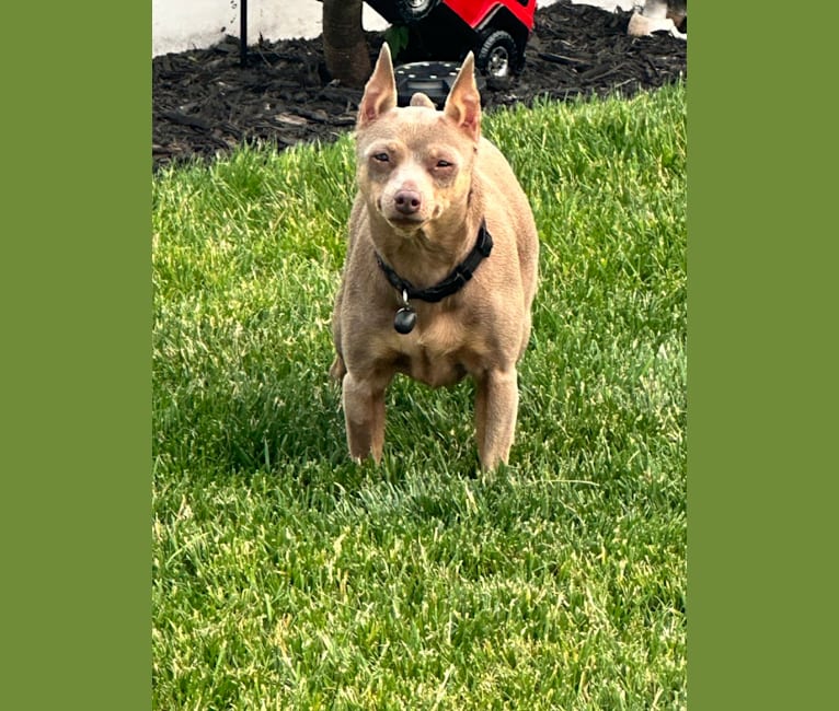 Roo, a Miniature Pinscher tested with EmbarkVet.com