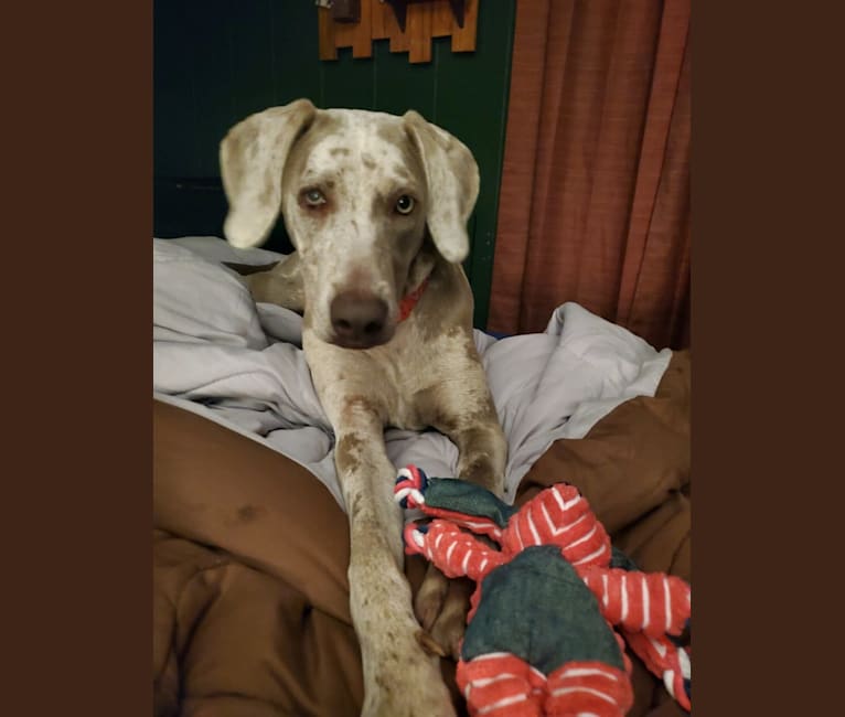 Maggie, a Weimaraner and Catahoula Leopard Dog mix tested with EmbarkVet.com