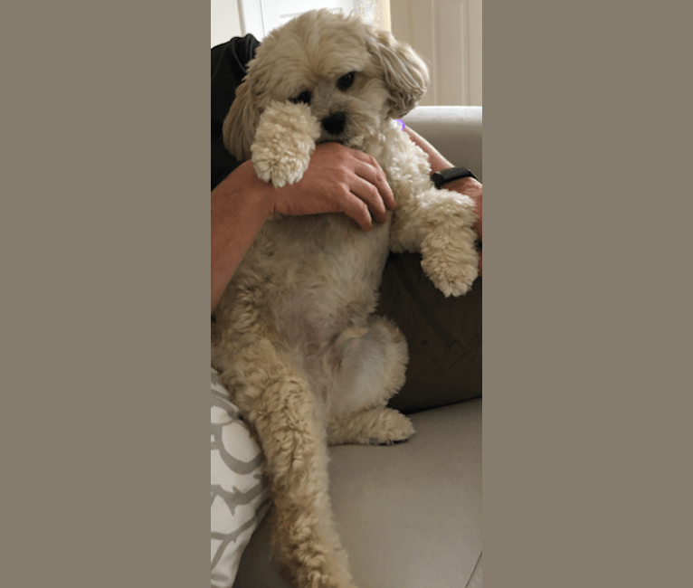 Wicky, a Lowchen and Bichon Frise mix tested with EmbarkVet.com