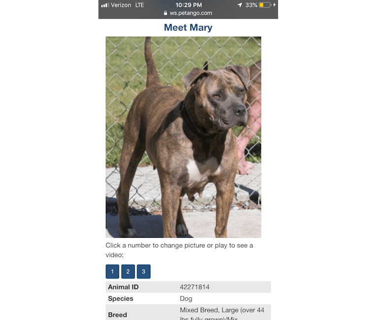 Coco, an American Pit Bull Terrier and American Staffordshire Terrier mix tested with EmbarkVet.com