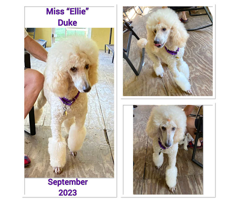 Miss Ellie, a Poodle (Standard) tested with EmbarkVet.com