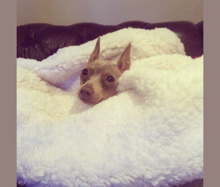 Roo, a Miniature Pinscher tested with EmbarkVet.com