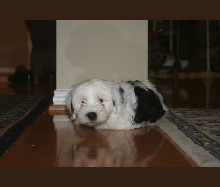 Booth, a Tibetan Terrier tested with EmbarkVet.com