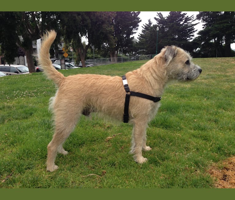 Caper, a Staffordshire Terrier and Miniature Schnauzer mix tested with EmbarkVet.com