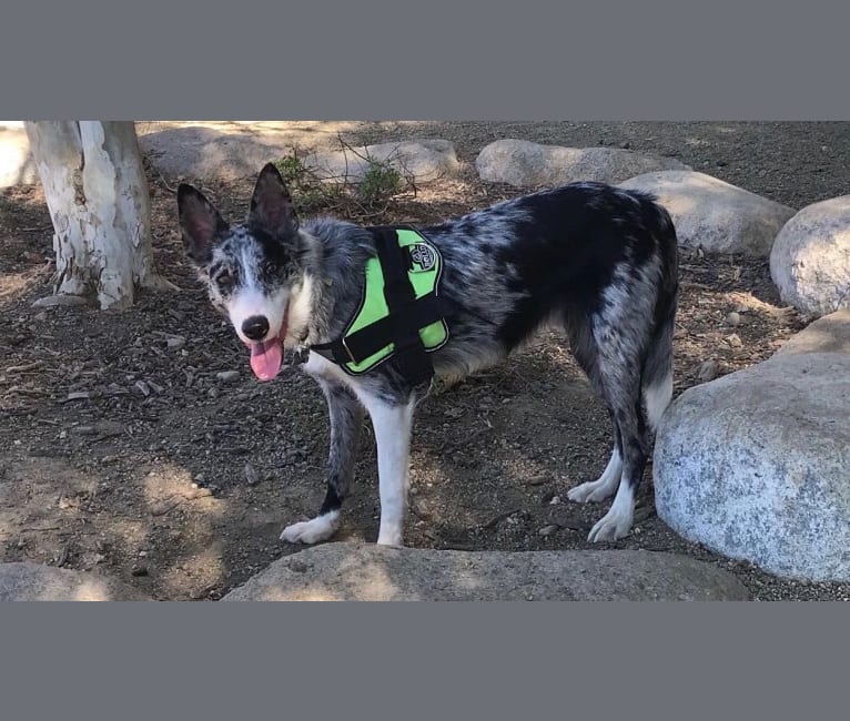 Enzo, a Border Collie (14.4% unresolved) tested with EmbarkVet.com