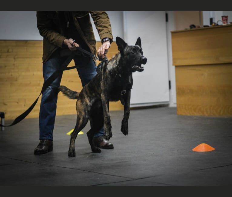 Embark Dog Dna Test Breed