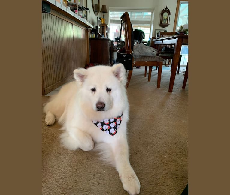 Akita inu albino 2025