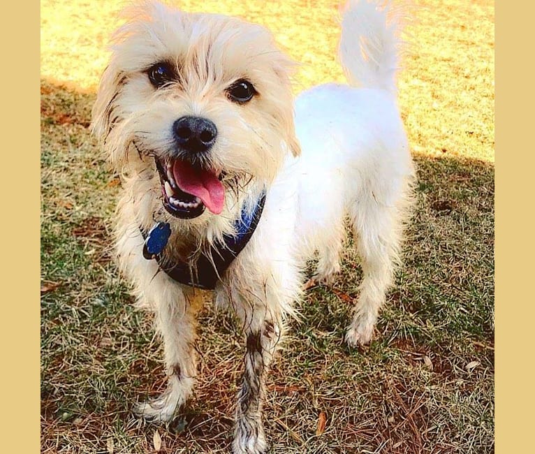 Beast, a Russell-type Terrier and Maltese mix tested with EmbarkVet.com
