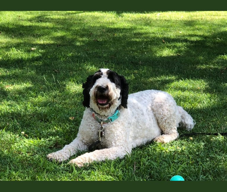 LC, an English Springer Spaniel and Poodle (Standard) mix tested with EmbarkVet.com