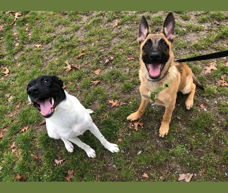 Dakota, a German Shepherd Dog and Chow Chow mix tested with EmbarkVet.com