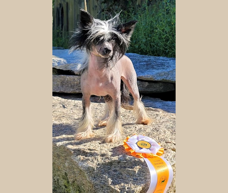 Nina, a Chinese Crested tested with EmbarkVet.com