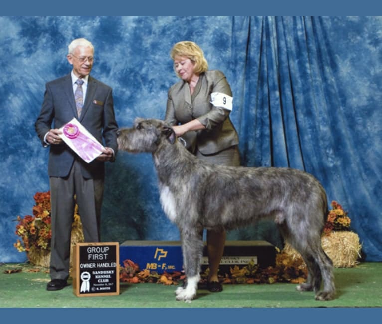 Vidarr, an Irish Wolfhound tested with EmbarkVet.com