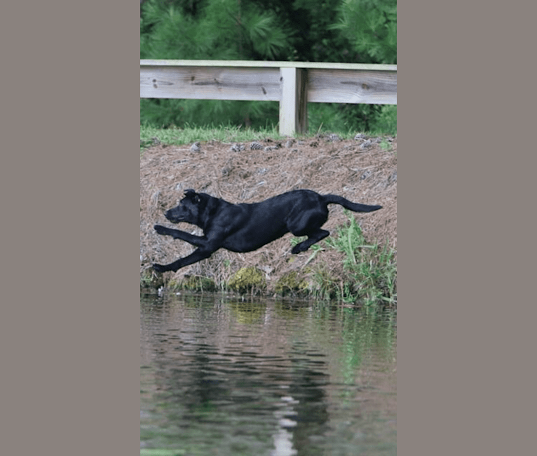 Moe, a Labrador Retriever tested with EmbarkVet.com