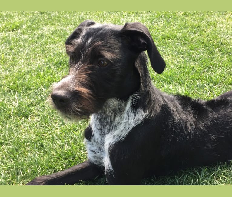 Pepper, a Wirehaired Pointing Griffon and Boxer mix tested with EmbarkVet.com