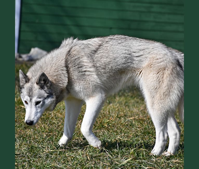 Astra, a Siberian Husky and Belgian Sheepdog mix tested with EmbarkVet.com