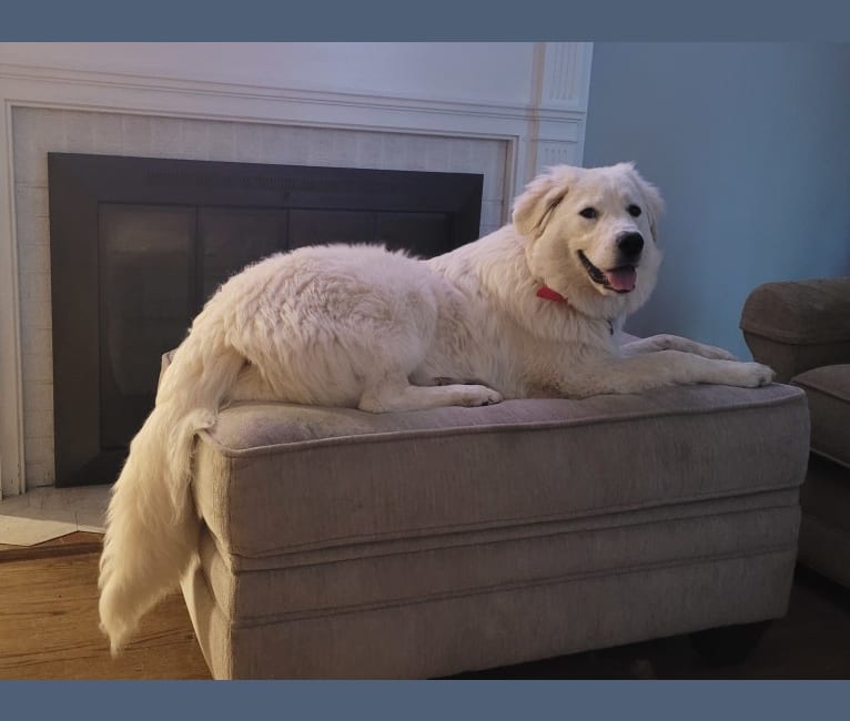 Lady Aurora Jane, a Great Pyrenees tested with EmbarkVet.com