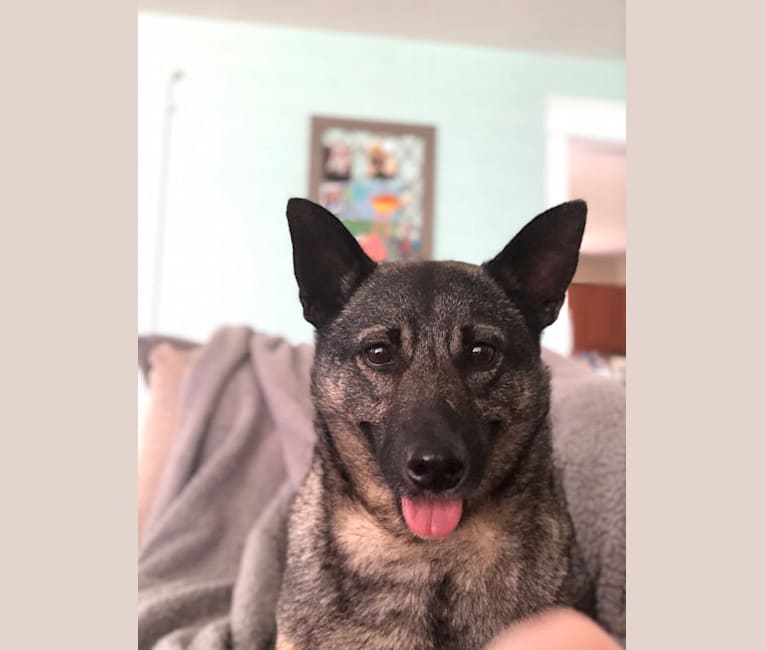Photo of Smokey, a Norwegian Elkhound  in Point Pleasant, New Jersey, USA