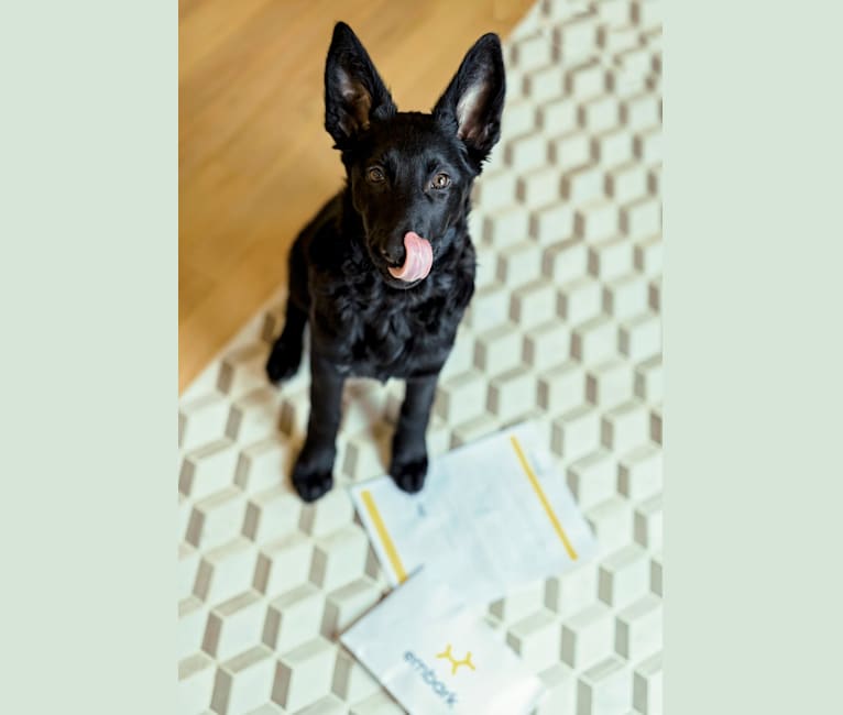 embark dog dna test breed
