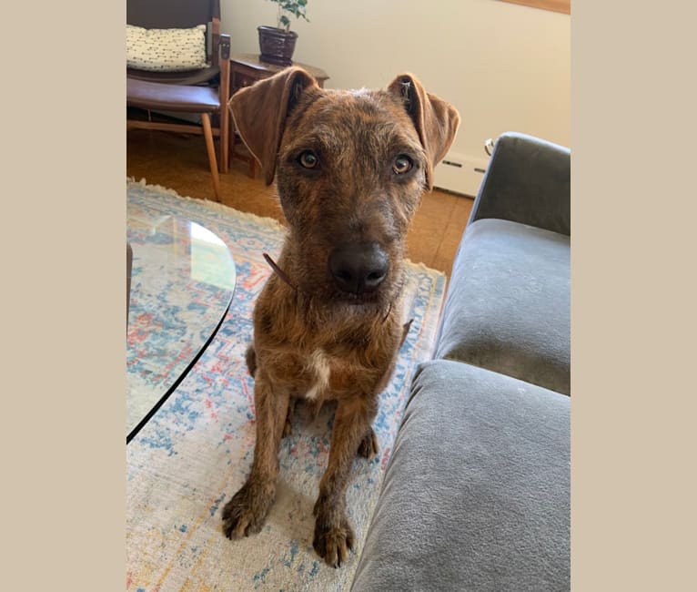 Embark Dog Dna Test Breed