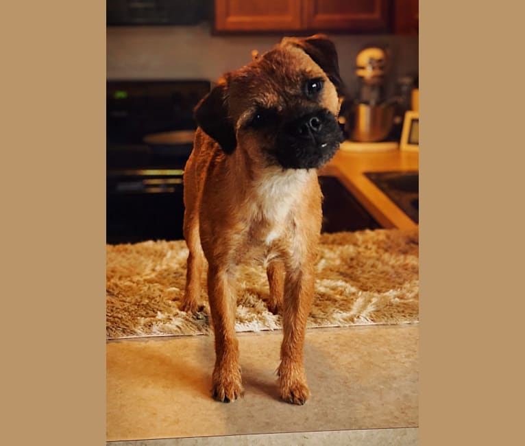 Archer, a Border Terrier tested with EmbarkVet.com