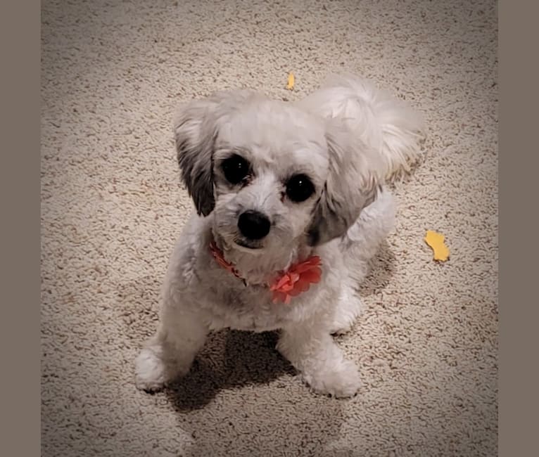 Photo of Kaylee, a Maltese, Shih Tzu, and Dachshund mix in Vaughan, Mississippi, USA
