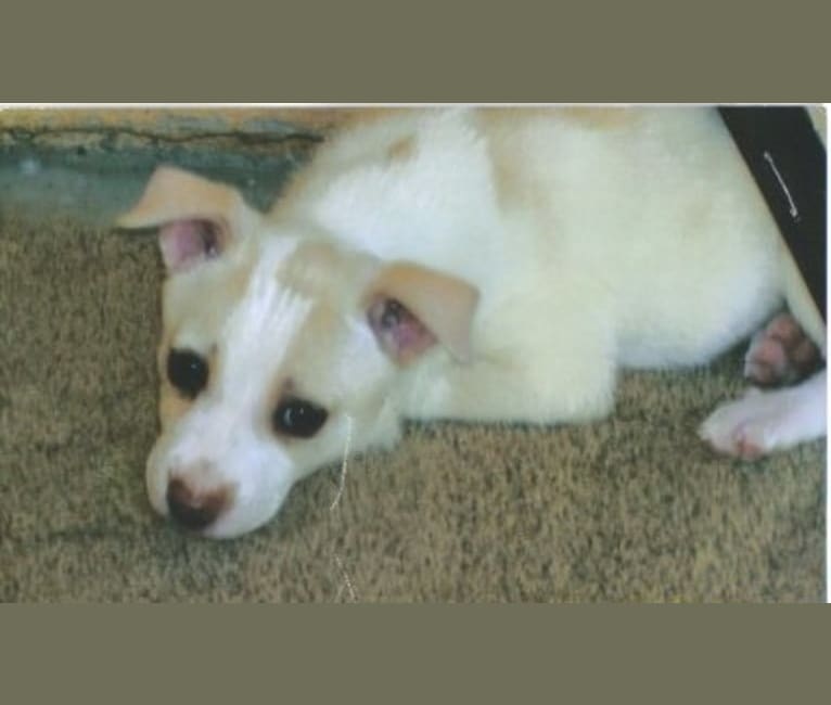 Leopold Caterpillar, an American Pit Bull Terrier and Chow Chow mix tested with EmbarkVet.com