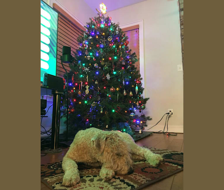 Photo of Bentley, a Soft Coated Wheaten Terrier  in 23 Misty Lane, Buffalo, MO, USA