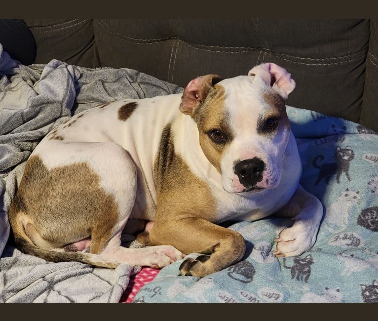 Photo of Lou, an American Pit Bull Terrier and American Staffordshire Terrier mix in South Carolina, USA