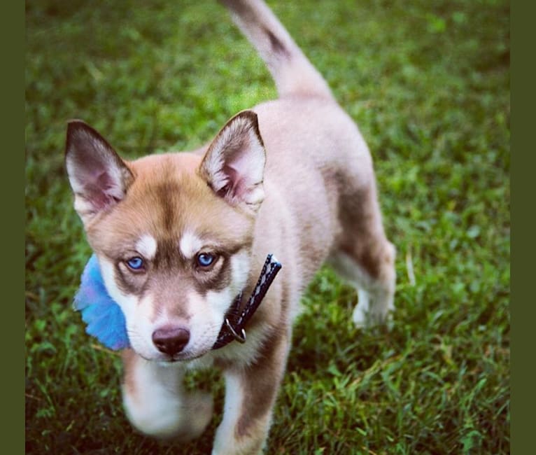 Asha, a Siberian Husky and German Shepherd Dog mix tested with EmbarkVet.com