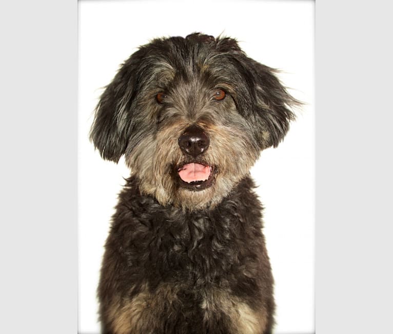 Lani (2009-2021), my greatest love!, a Shih Tzu and Poodle (Small) mix tested with EmbarkVet.com