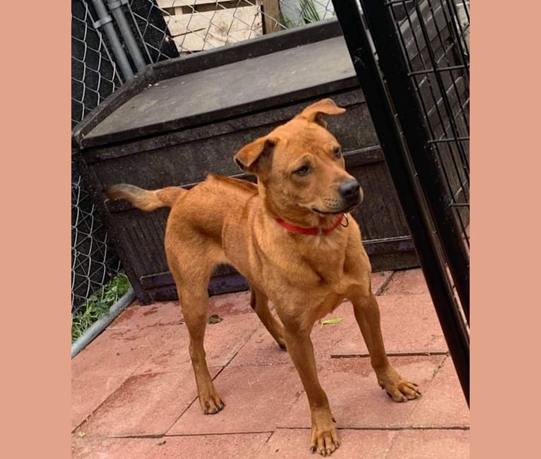 The Wizard’s Morty, a Thai Ridgeback tested with EmbarkVet.com