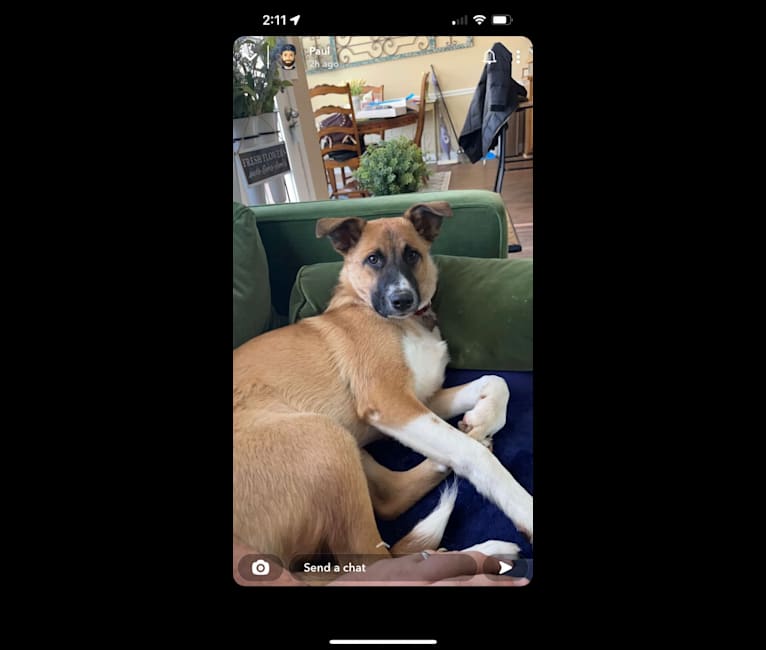 Bama, a Great Pyrenees and Australian Cattle Dog mix tested with EmbarkVet.com