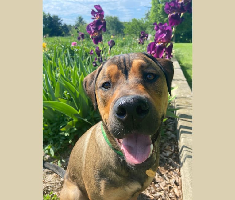 Lenny, a Rottweiler and American Pit Bull Terrier mix tested with EmbarkVet.com