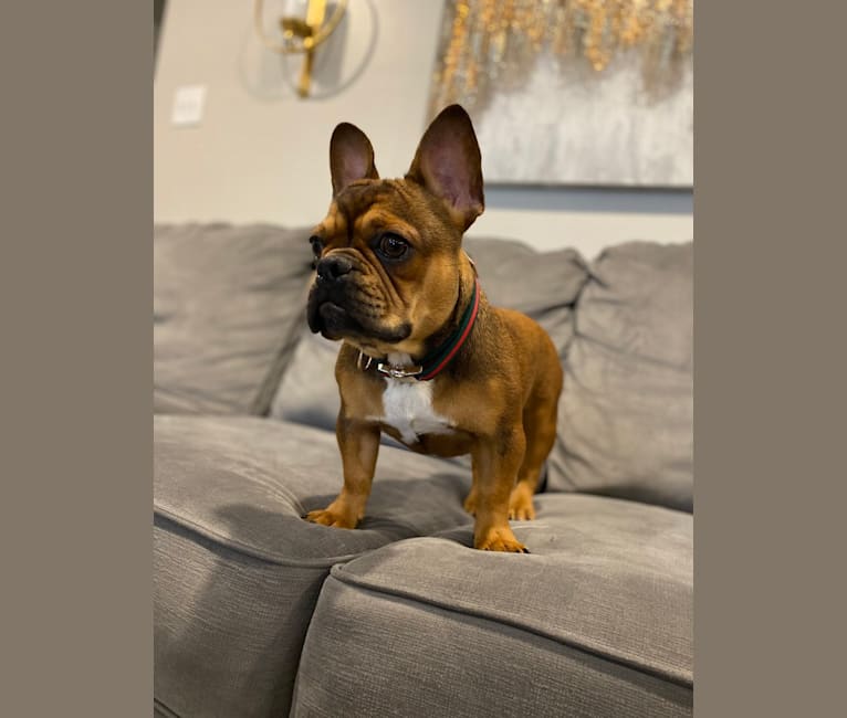 Tchoup, a French Bulldog tested with EmbarkVet.com