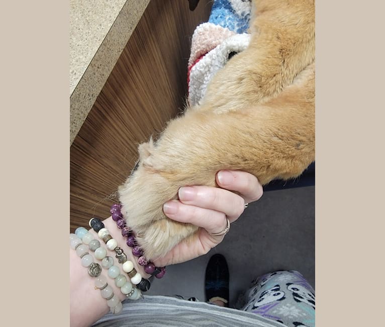 Kreka, a Tibetan Mastiff tested with EmbarkVet.com
