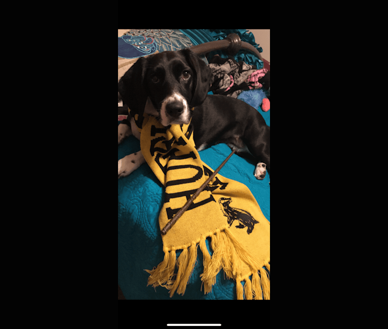 Annabelle, a Basset Hound and Boykin Spaniel mix tested with EmbarkVet.com