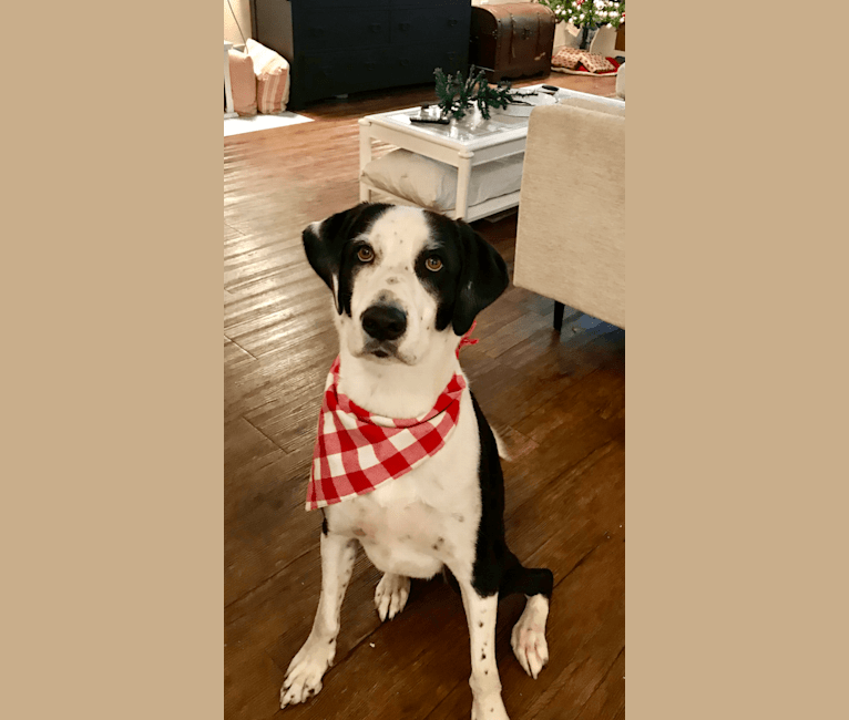 Bentley, a Treeing Walker Coonhound and American Pit Bull Terrier mix tested with EmbarkVet.com