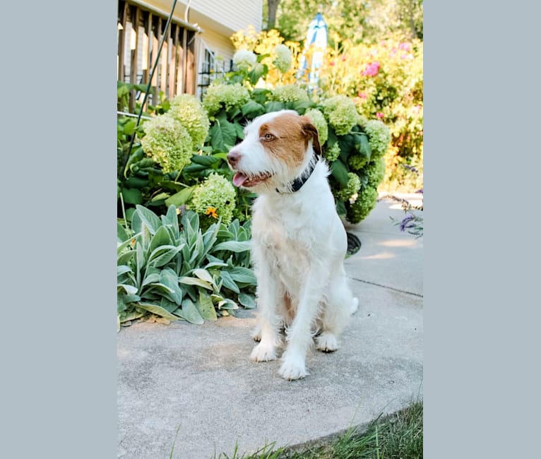 Calihan (Cali), an American Pit Bull Terrier and Miniature/MAS-type Australian Shepherd mix tested with EmbarkVet.com