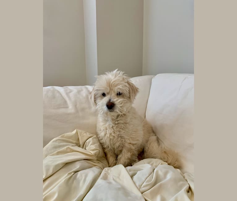 Photo of Sadie, a Poodle (Small) and Chihuahua mix in San Jose, California, USA