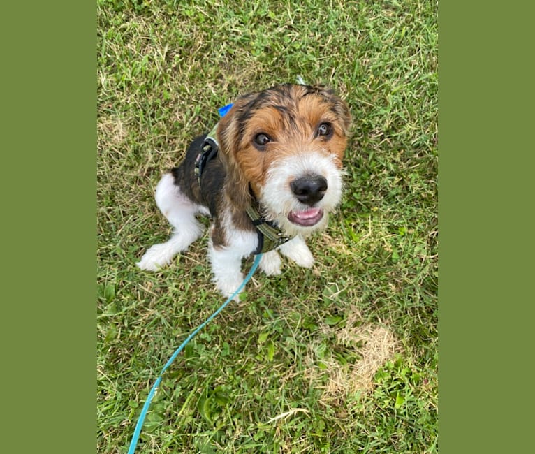 Watson, a Beagle and Poodle (Small) mix tested with EmbarkVet.com